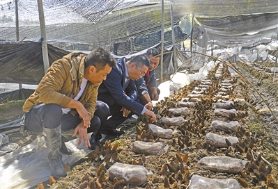 羊肚菌闯出致富大市场——社硎乡田利村发展特色产业促增收