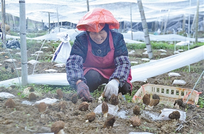 羊肚菌撑起山乡致富伞  社硎乡修园村引种喜获丰收