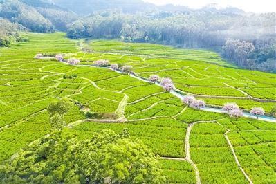 姜黄产业铺开共富路  大济镇引进种植640亩高效示范田