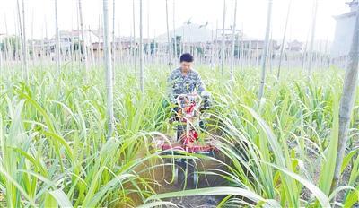 蔗田“生金” 共富有方  大济镇探索联农带农振兴机制