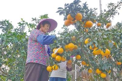 果冻橙抢“鲜”上市  园庄镇打造乡村振兴特色产业基地