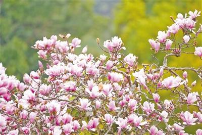 赖店镇罗峰村  百年紫玉兰　花开满枝头