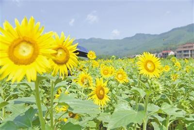 松坂溪获评首批国家水土保持示范工程  绘就水清岸绿村兴民富新画卷