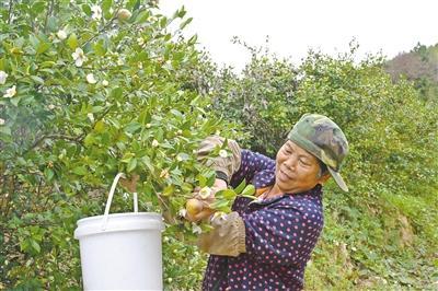油茶开采