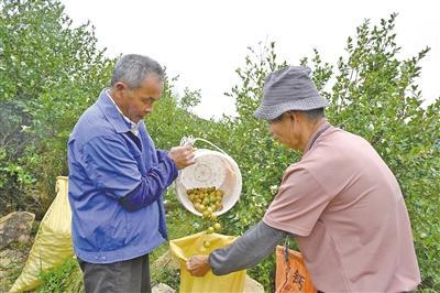 油茶开采